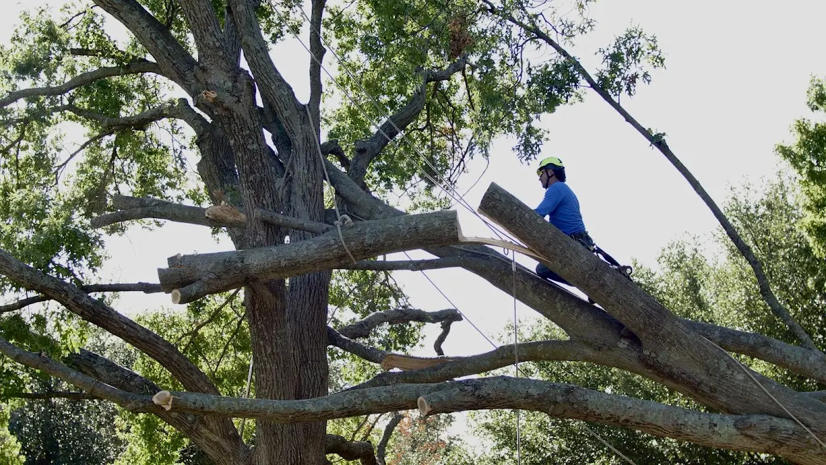 Professional Crown Thinning performed by certified arborists in Bridgewater